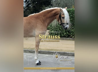 Haflinger, Stallion, 3 years, 14,3 hh, Chestnut-Red