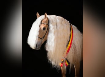 Haflinger, Stallion, 11 years, 14,3 hh, Chestnut-Red