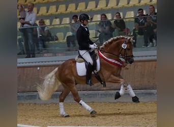 Haflinger, Stallion, 9 years, 14,2 hh, Chestnut-Red