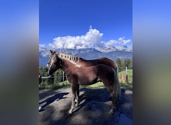 Haflinger, Stallion, Foal (03/2026), 12.1 hh, Chestnut-Red
