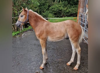 Haflinger, Stallion, Foal (04/2025), 12,2 hh, Chestnut-Red