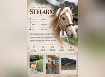 Haflinger, Stallion, Foal (02/2026), 13 hh, Chestnut-Red