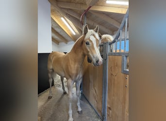 Haflinger, Stallion, Foal (02/2026), 13 hh, Chestnut-Red