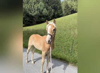 Haflinger, Stallion, Foal (02/2026), 13 hh, Chestnut-Red