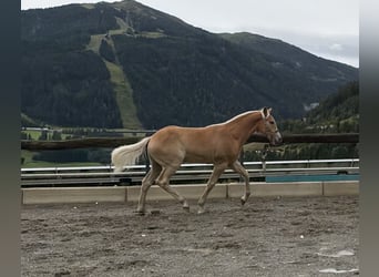 Haflinger, Stallion, Foal (02/2026), 13 hh, Chestnut-Red