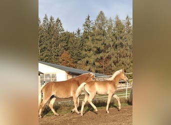 Haflinger, Stallion, Foal (04/2026), 14.2 hh