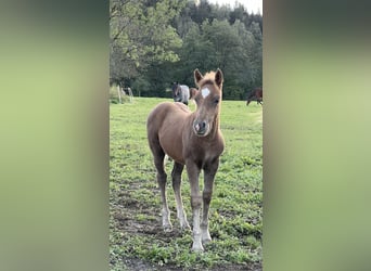 Haflinger Mix, Hengst, Fohlen (08/2024), 14,2 hh, Fuchs