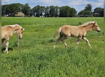 Haflinger, Stallion, Foal (02/2024), 14.2 hh, Chestnut-Red