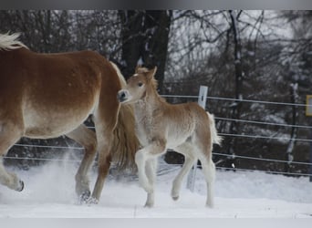 Haflinger, Stallion, Foal (01/2024), 14.2 hh