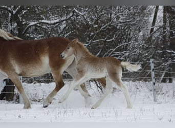 Haflinger, Stallion, Foal (01/2024), 14.2 hh