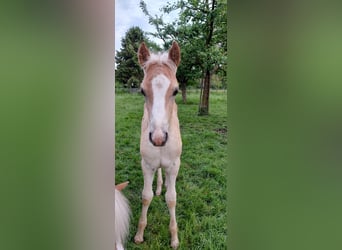 Haflinger, Stallion, Foal (04/2023), 14.2 hh