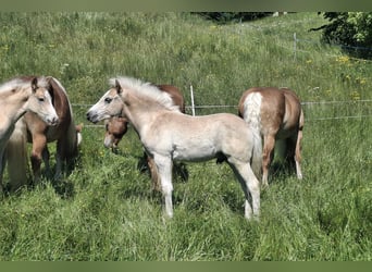 Haflinger, Stallion, Foal (02/2026), 14.2 hh