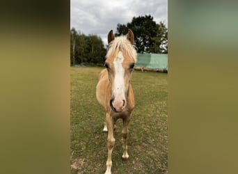 Haflinger, Stallion, Foal (03/2026), 14.2 hh