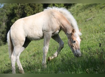 Haflinger, Stallion, Foal (03/2026), 14.3 hh, Chestnut-Red