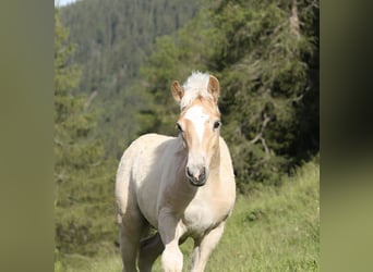 Haflinger, Stallion, Foal (03/2026), 14.3 hh, Chestnut-Red