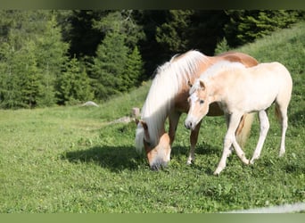 Haflinger, Stallion, Foal (03/2026), 14.3 hh, Chestnut-Red