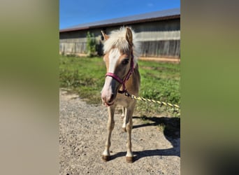 Haflinger, Stallion, Foal (03/2025), 14,1 hh, Chestnut-Red