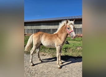 Haflinger, Stallion, Foal (03/2025), 14,1 hh, Chestnut-Red