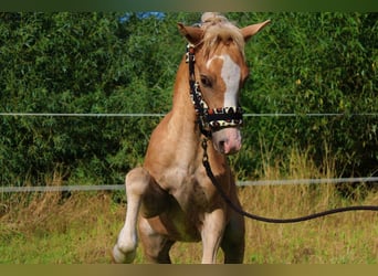 Haflinger, Stallion, Foal (04/2025), 14,1 hh, Palomino