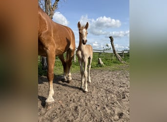 Haflinger, Stallion, , 14,2 hh, Chestnut-Red