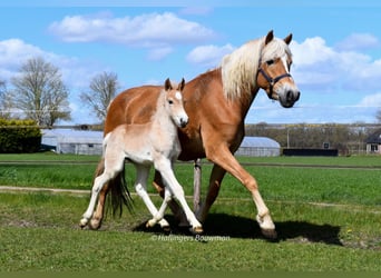 Haflinger, Stallion, Foal (03/2026), 15.1 hh, Chestnut-Red