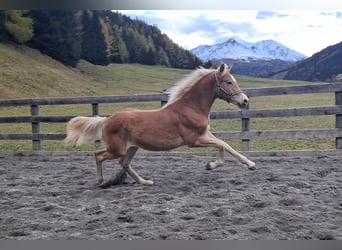 Haflinger, Stallion, Foal (03/2026), 15.1 hh, Dun
