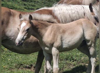 Haflinger, Stallion, Foal (02/2025), 15.1 hh Haflinger, Stallion, Foal (02/2025), 15.1 hh