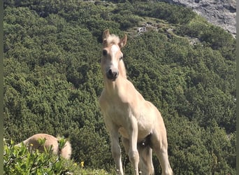 Haflinger, Stallion, Foal (02/2025), 15.1 hh Haflinger, Stallion, Foal (02/2025), 15.1 hh