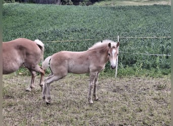Haflinger, Stallion, Foal (02/2025), 15.1 hh Haflinger, Stallion, Foal (02/2025), 15.1 hh