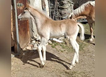 Haflinger, Stallion, Foal (02/2025), 15.1 hh Haflinger, Stallion, Foal (02/2025), 15.1 hh