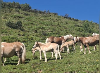 Haflinger, Stallion, Foal (02/2025), 15.1 hh Haflinger, Stallion, Foal (02/2025), 15.1 hh
