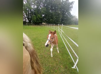 Haflinger Mix, Stallion, Foal (06/2025), 15.1 hh, Pinto