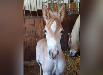 Haflinger, Stallion, Foal (03/2026), 15 hh, Chestnut-Red