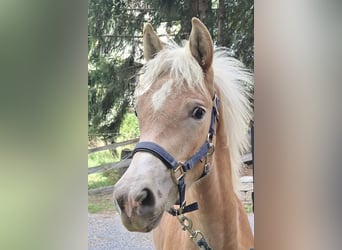 Haflinger, Stallion, Foal (03/2026), 15 hh, Chestnut-Red