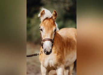 Haflinger, Stallion, , 15 hh