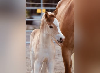 Haflinger, Stallion, , 15,1 hh, Chestnut-Red