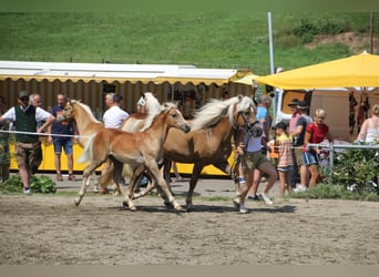 Haflinger, Stallion, Foal (01/2023)