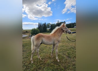 Haflinger, Stallion, Foal (01/2026)