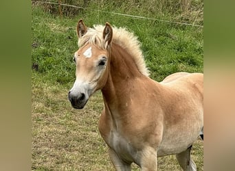 Haflinger, Stallion, Foal (04/2025), Chestnut-Red