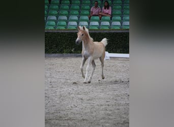 Haflinger, Stallion, Foal (04/2026), Chestnut-Red