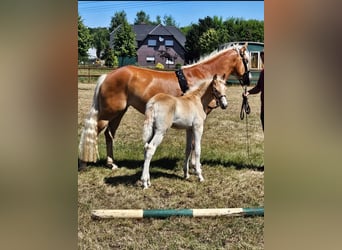 Haflinger, Stallion, Foal (04/2025), Chestnut-Red