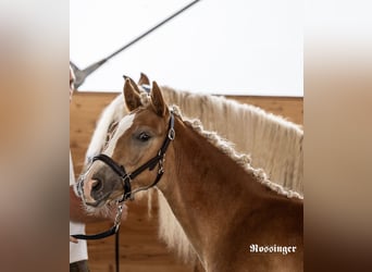 Haflinger, Stallion, Foal (03/2025), Chestnut-Red
