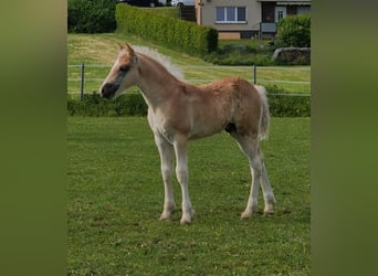 Haflinger, Stallion, , Chestnut-Red