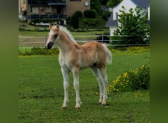 Haflinger, Stallion, , Chestnut-Red