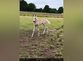 Haflinger, Stallion, , Chestnut-Red