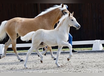 Haflinger, Stallion, Foal (04/2026), Chestnut-Red