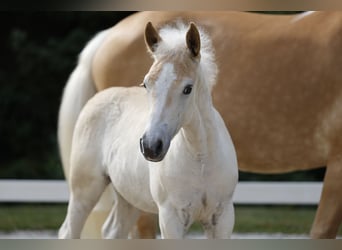 Haflinger, Stallion, Foal (04/2026), Chestnut-Red