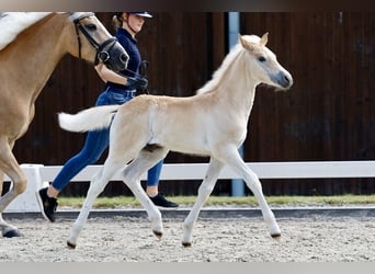 Haflinger, Stallion, Foal (05/2026), Chestnut-Red