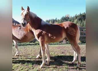 Haflinger, Stallion, Foal (04/2023), Chestnut-Red
