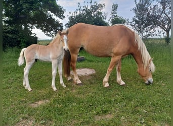 Haflinger, Stallion, , Chestnut-Red